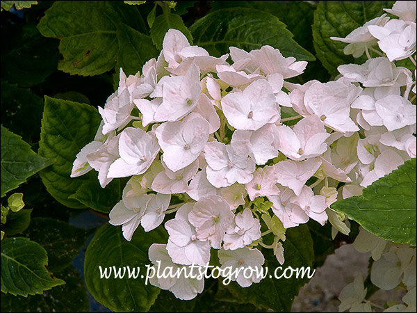 Pink blush added using Photoshop.